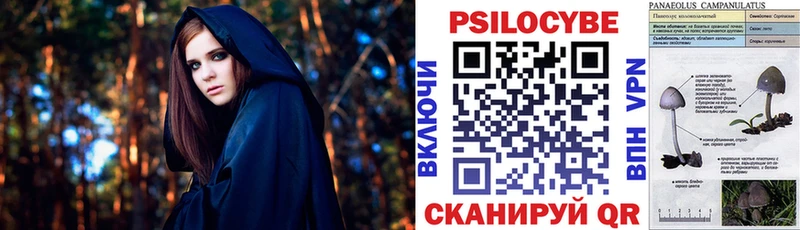 Купить  Судак  Псилоцибиновые грибы Cubensis 